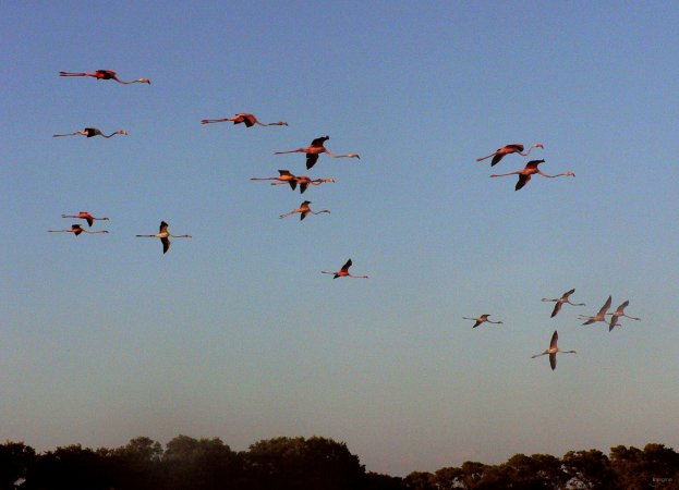 34- Les flamants roses arrivent au crepuscule 